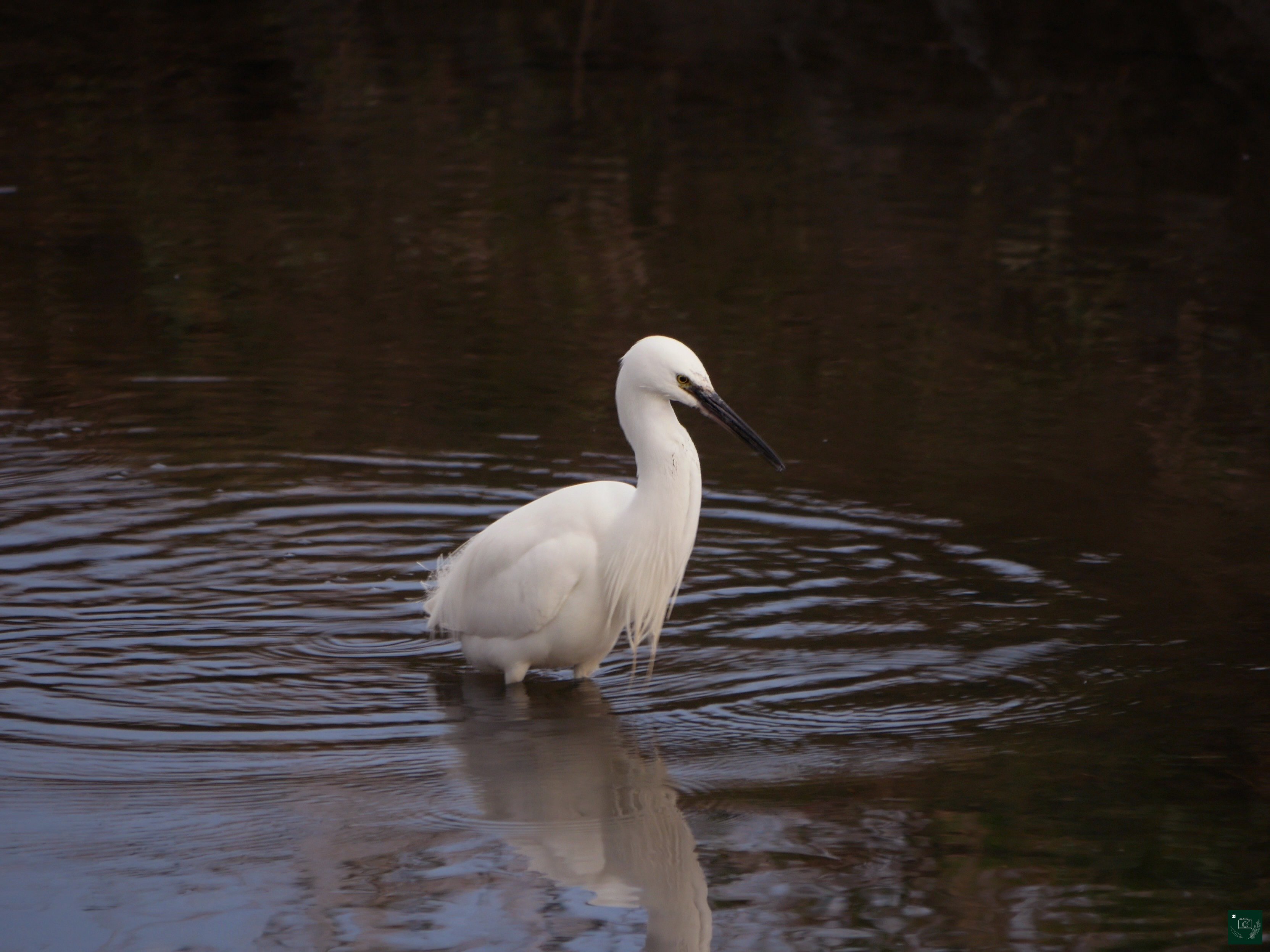Aigrette garzette - la chercheuse d'or